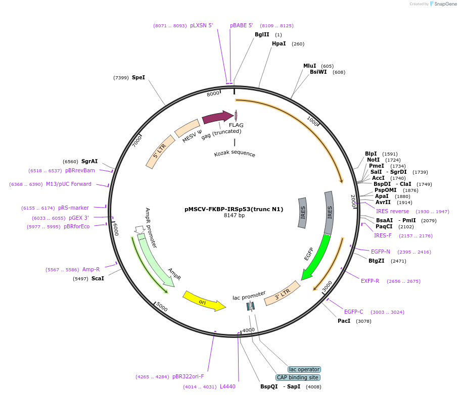 221272-plasmid-map-sequence-id-439049