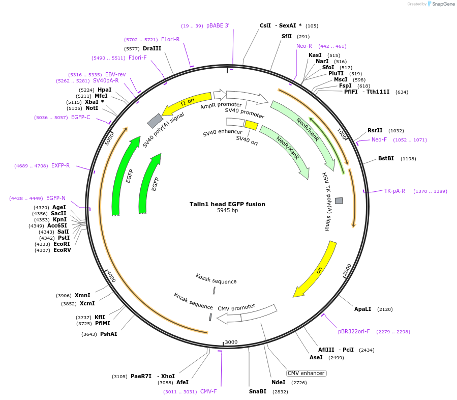 221408-plasmid-map-sequence-id-439051