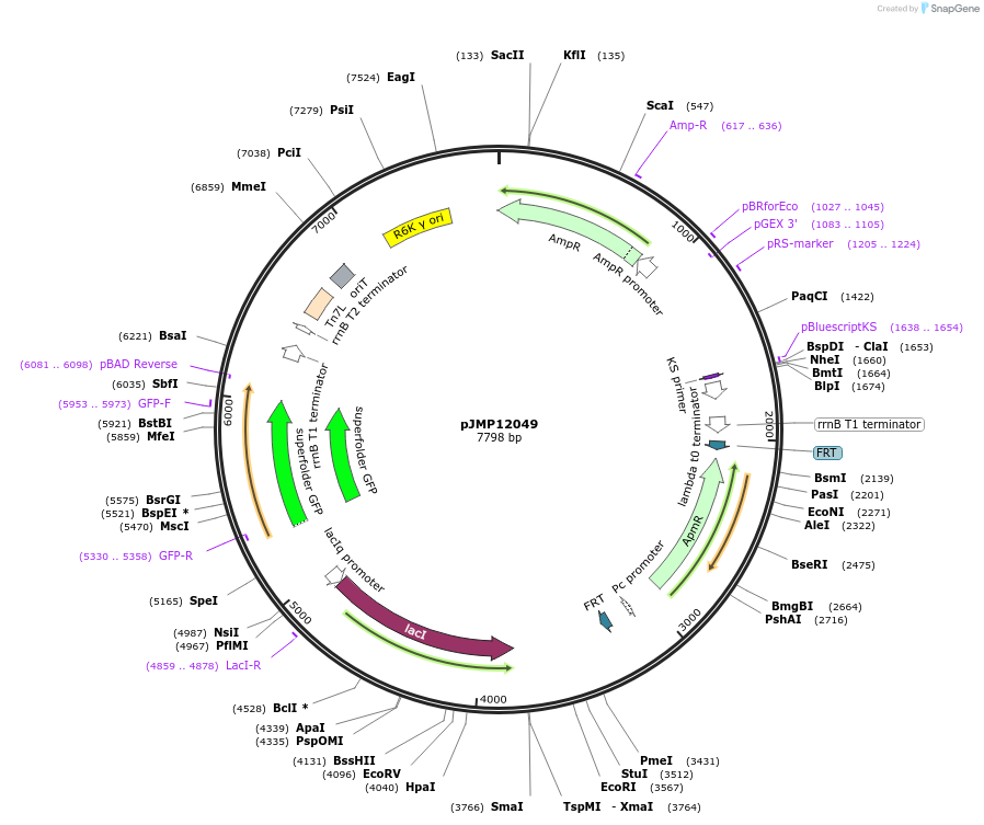 222355-plasmid-map-sequence-id-439062