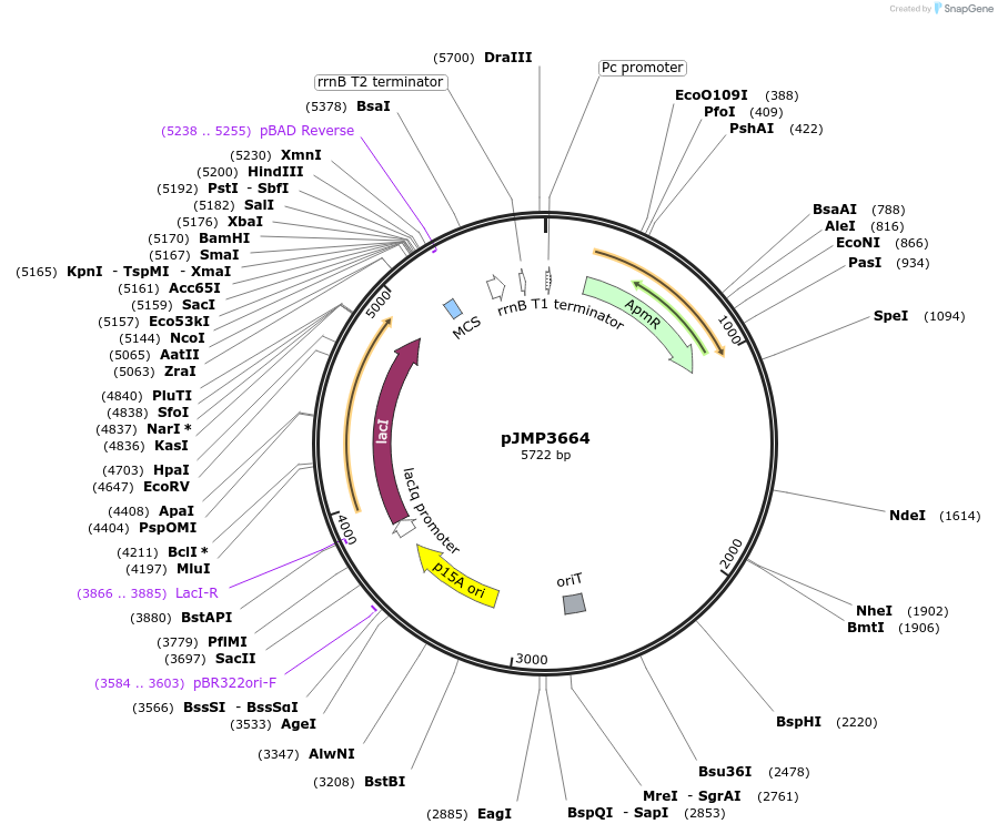 222350-plasmid-map-sequence-id-439070