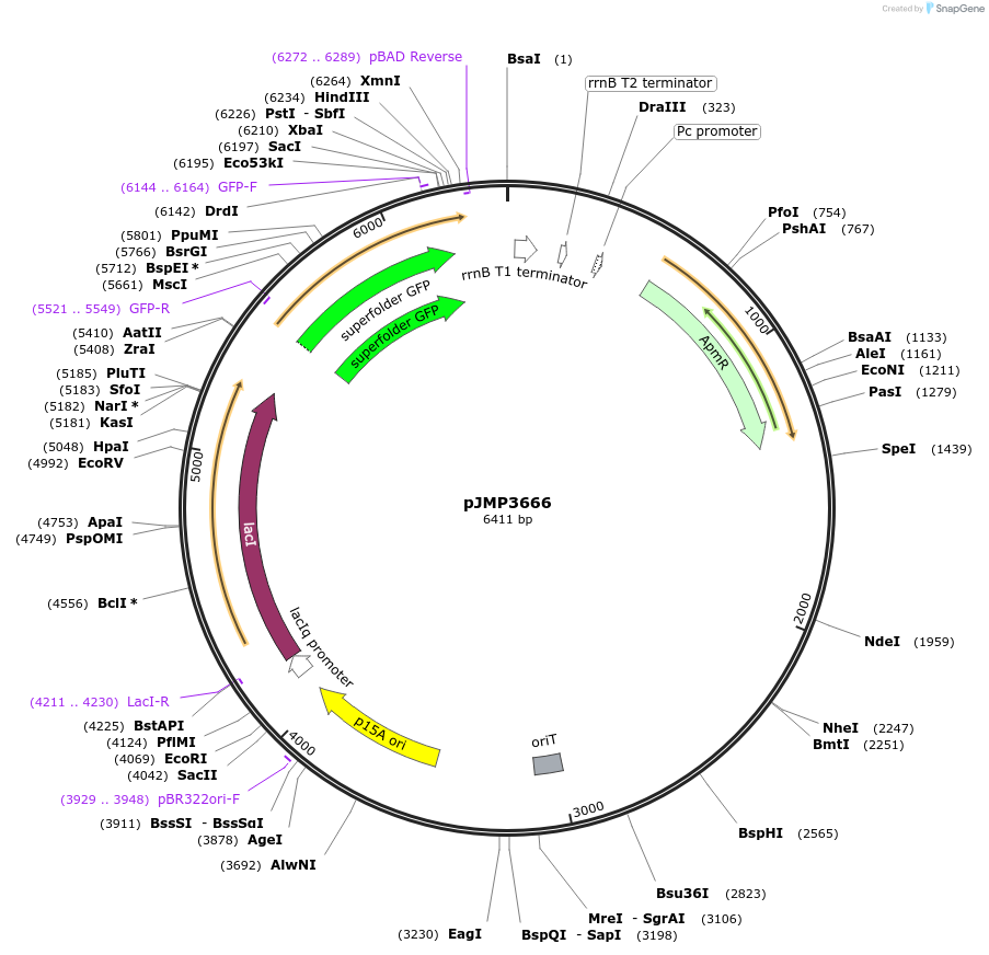 222352-plasmid-map-sequence-id-439071