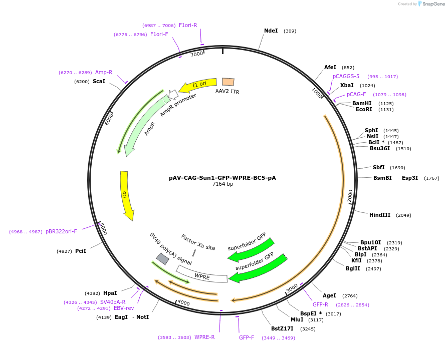 220757-plasmid-map-sequence-id-439074