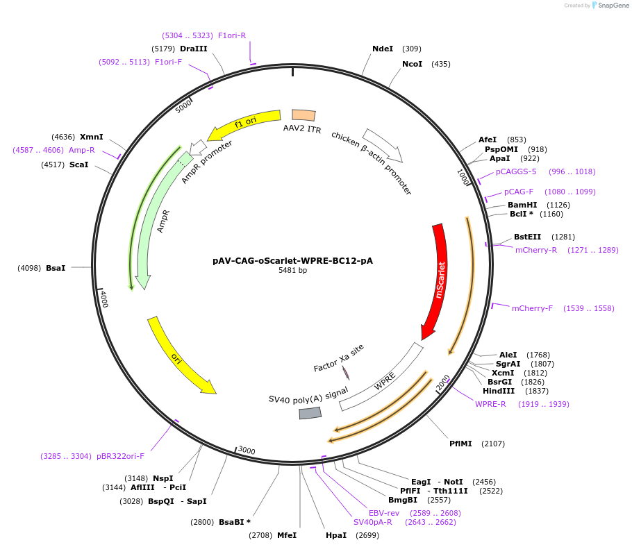 220776-plasmid-map-sequence-id-439078