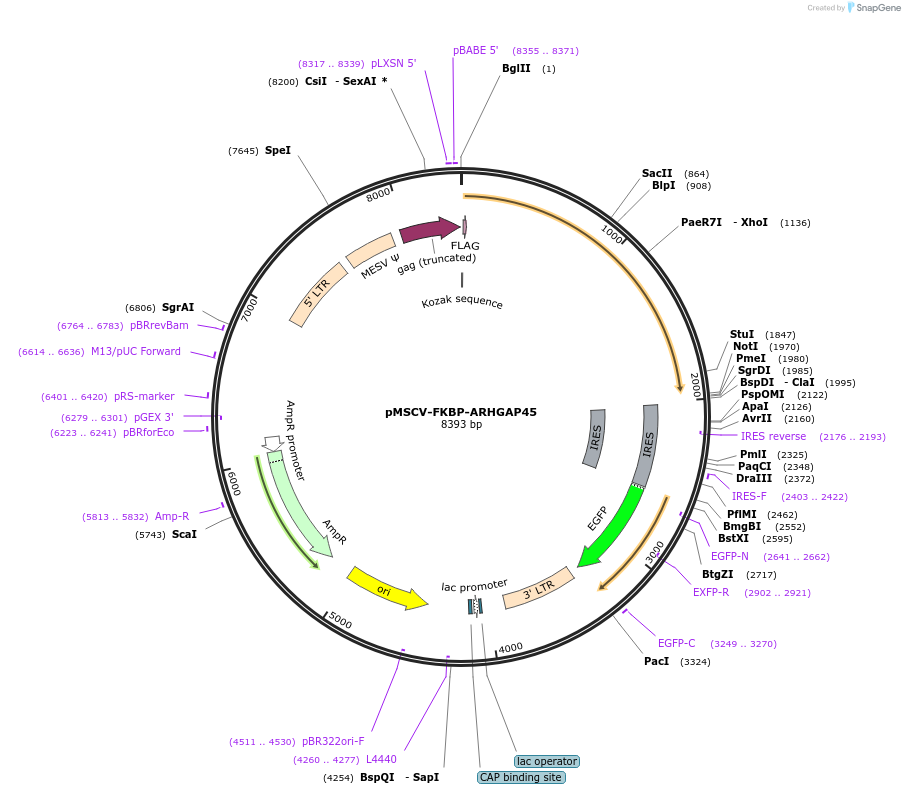 221301-plasmid-map-sequence-id-439091