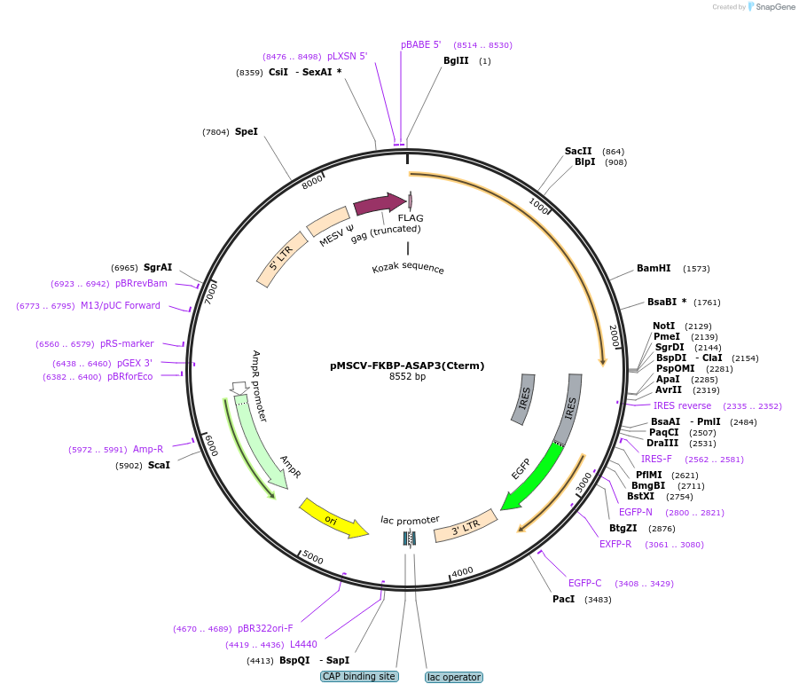 221304-plasmid-map-sequence-id-439109