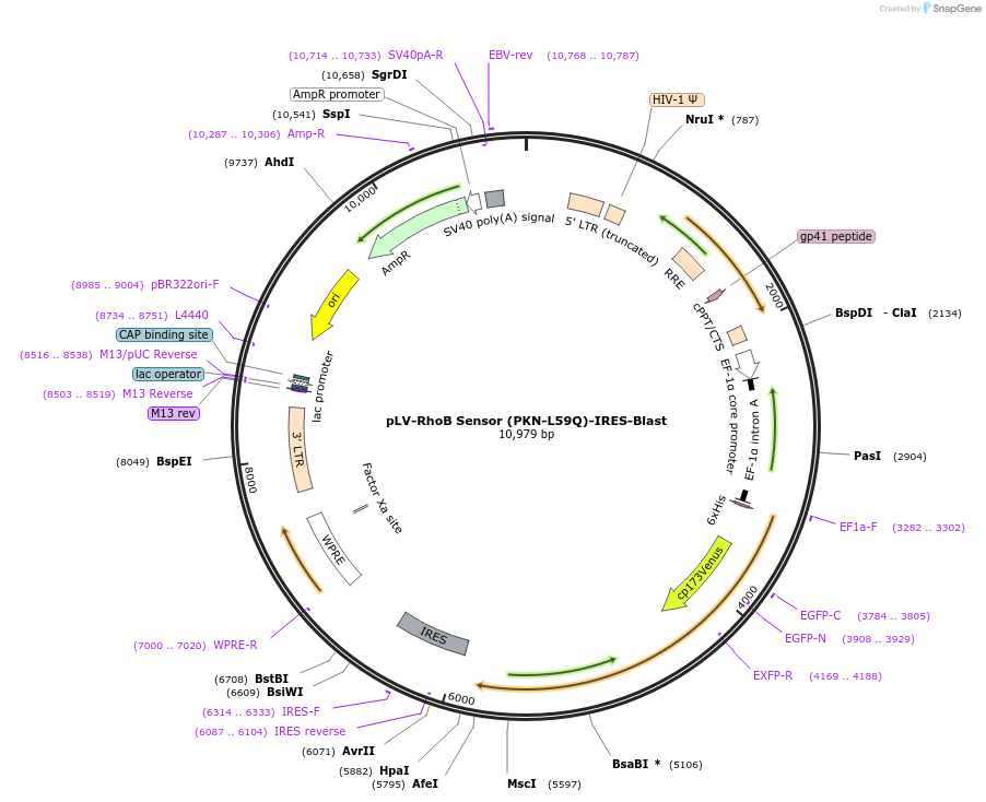 222634-plasmid-map-sequence-id-439112