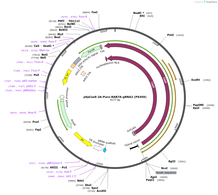 221552-plasmid-map-sequence-id-439117