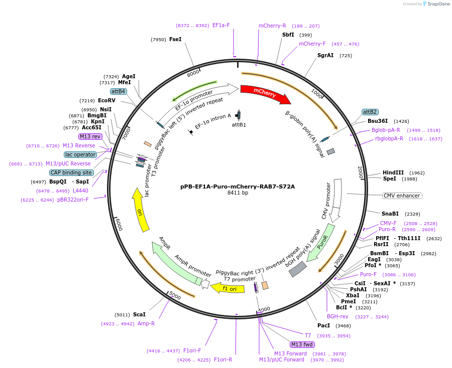 221556-plasmid-map-sequence-id-439118