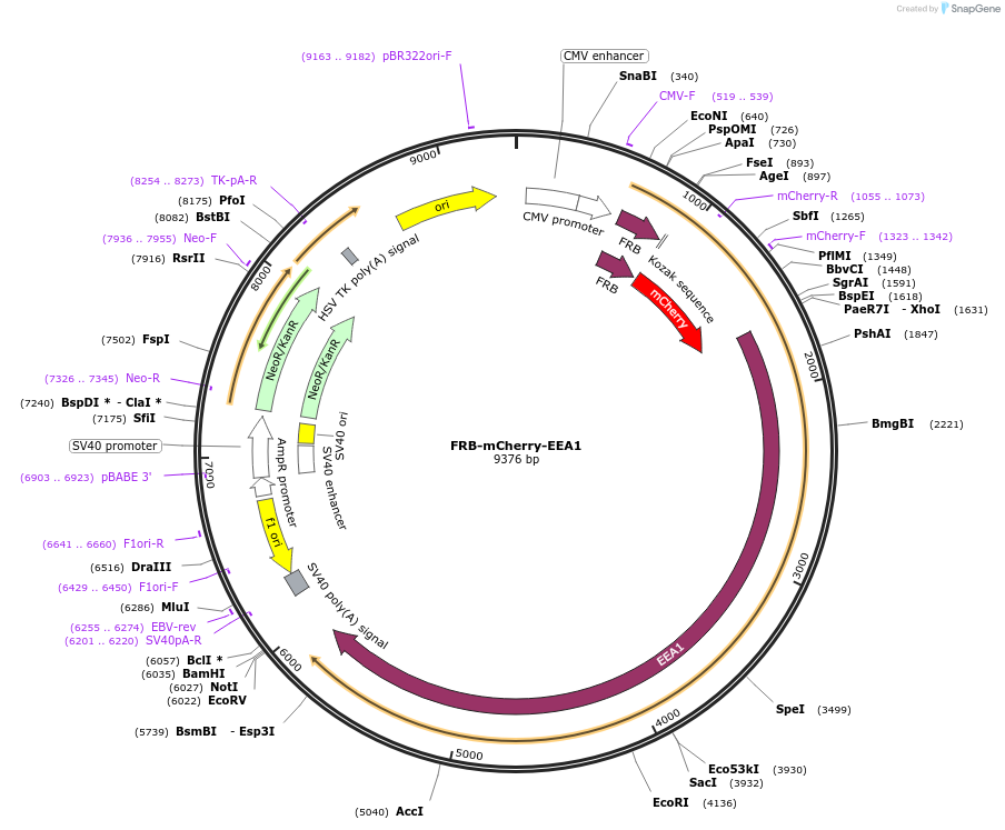 222419-plasmid-map-sequence-id-439140