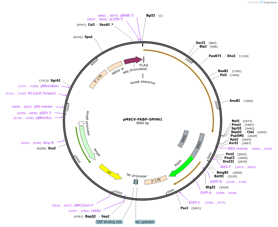 221310-plasmid-map-sequence-id-439159