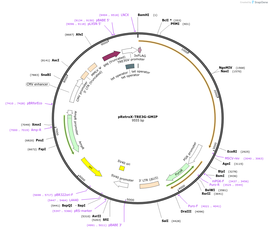 221318-plasmid-map-sequence-id-439165