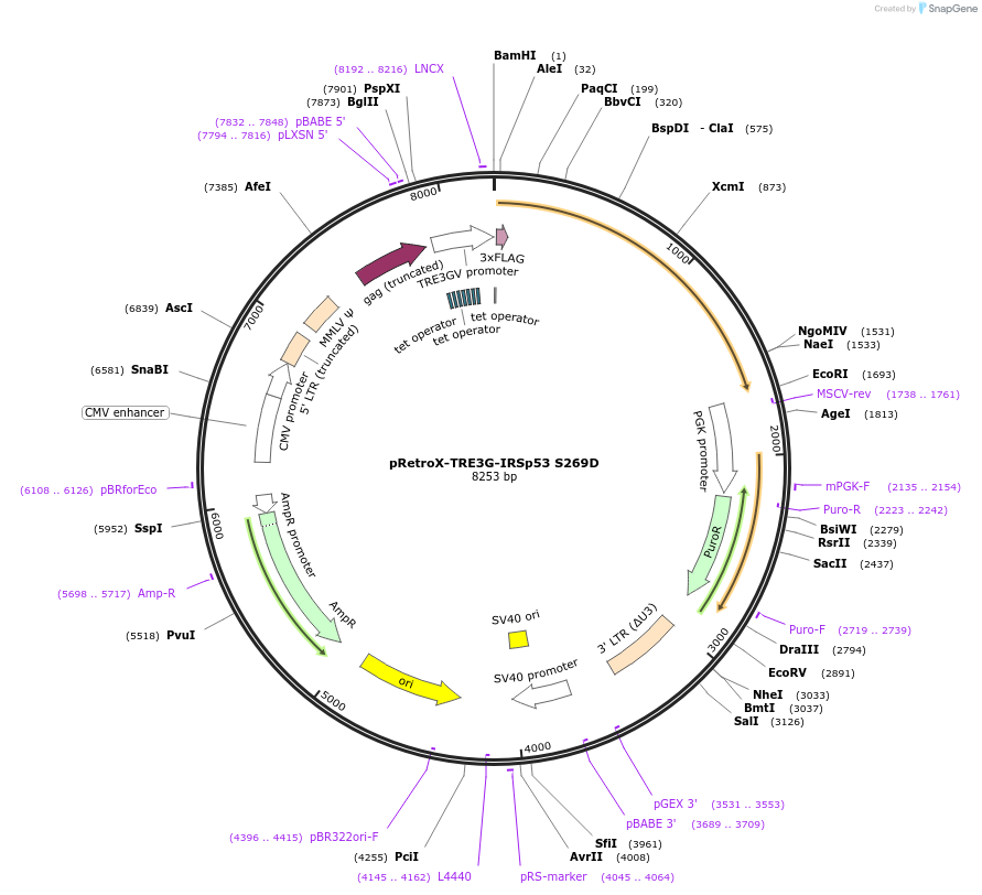 221319-plasmid-map-sequence-id-439167