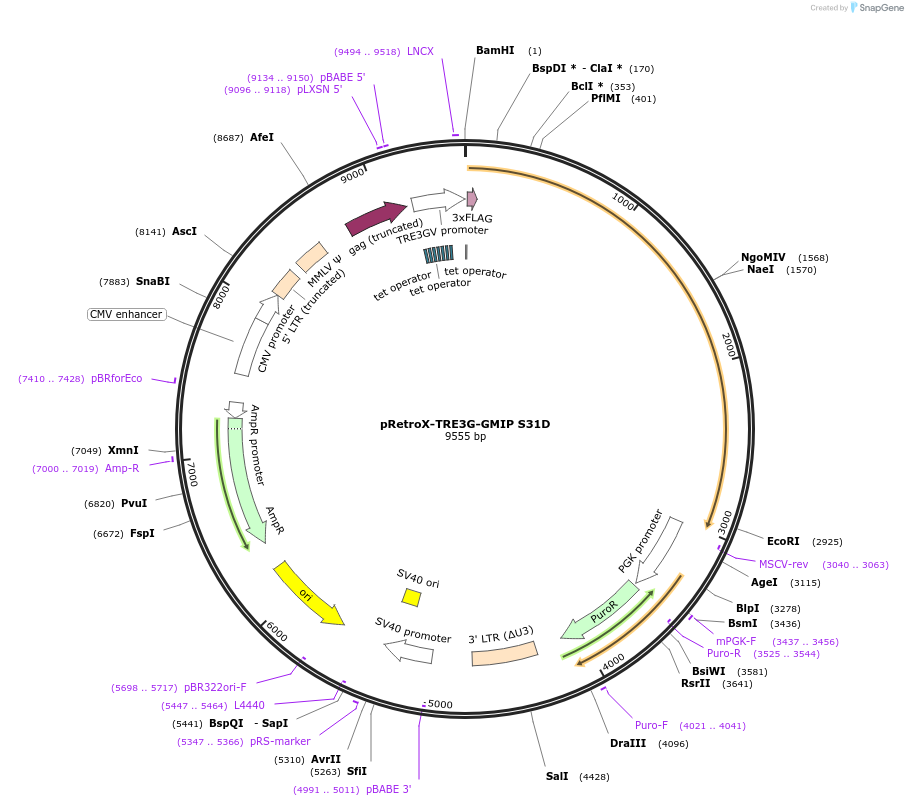 221322-plasmid-map-sequence-id-439172