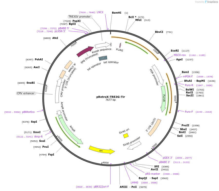 221326-plasmid-map-sequence-id-439195