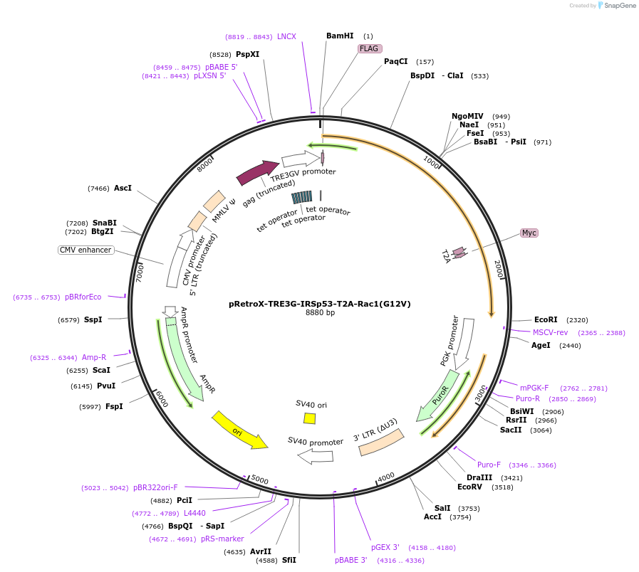 221330-plasmid-map-sequence-id-439211