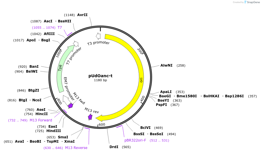 210321-plasmid-map-sequence-id-439214