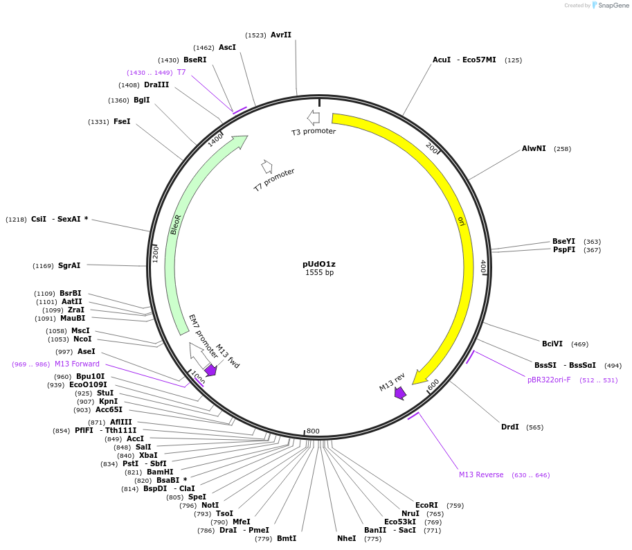 210250-plasmid-map-sequence-id-439215