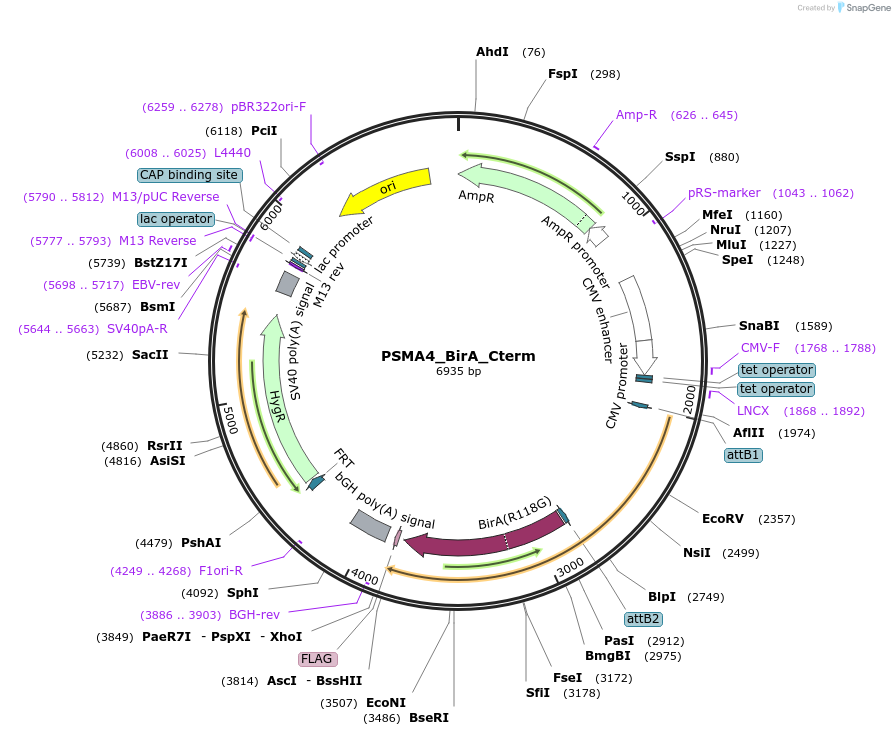 221513-plasmid-map-sequence-id-439223