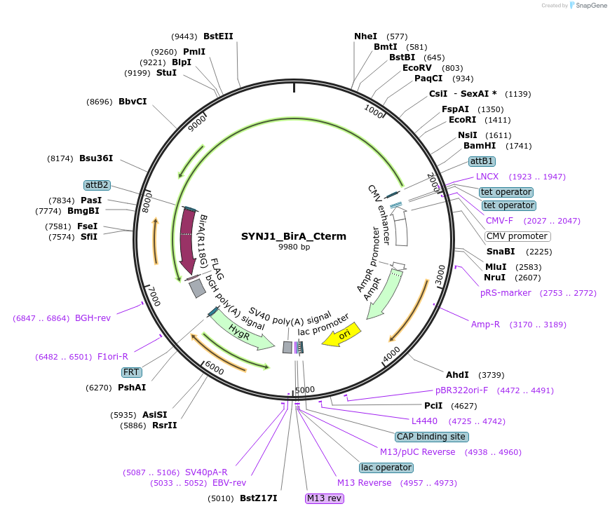 221522-plasmid-map-sequence-id-439224