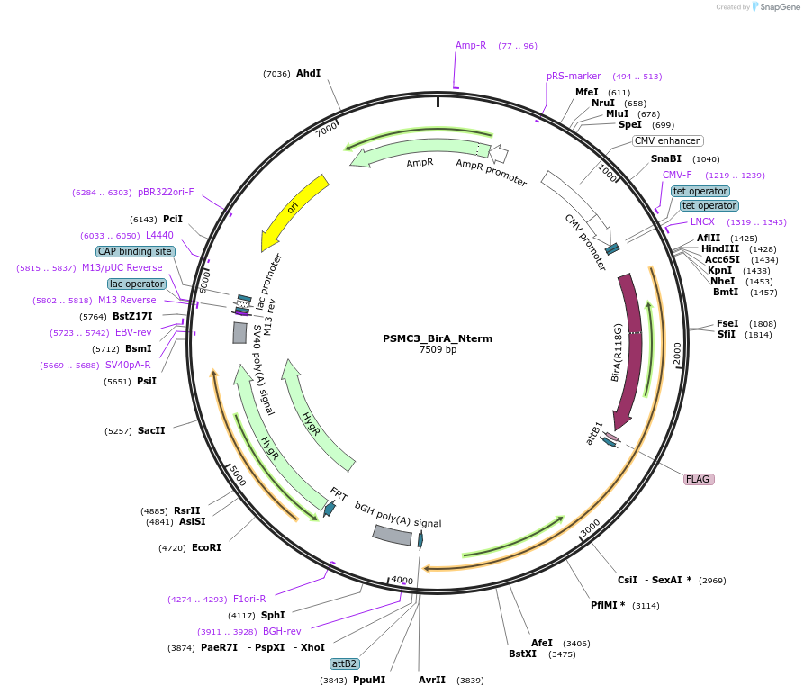 221524-plasmid-map-sequence-id-439226