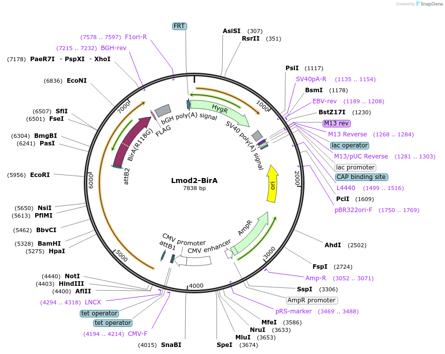 221510-plasmid-map-sequence-id-439229
