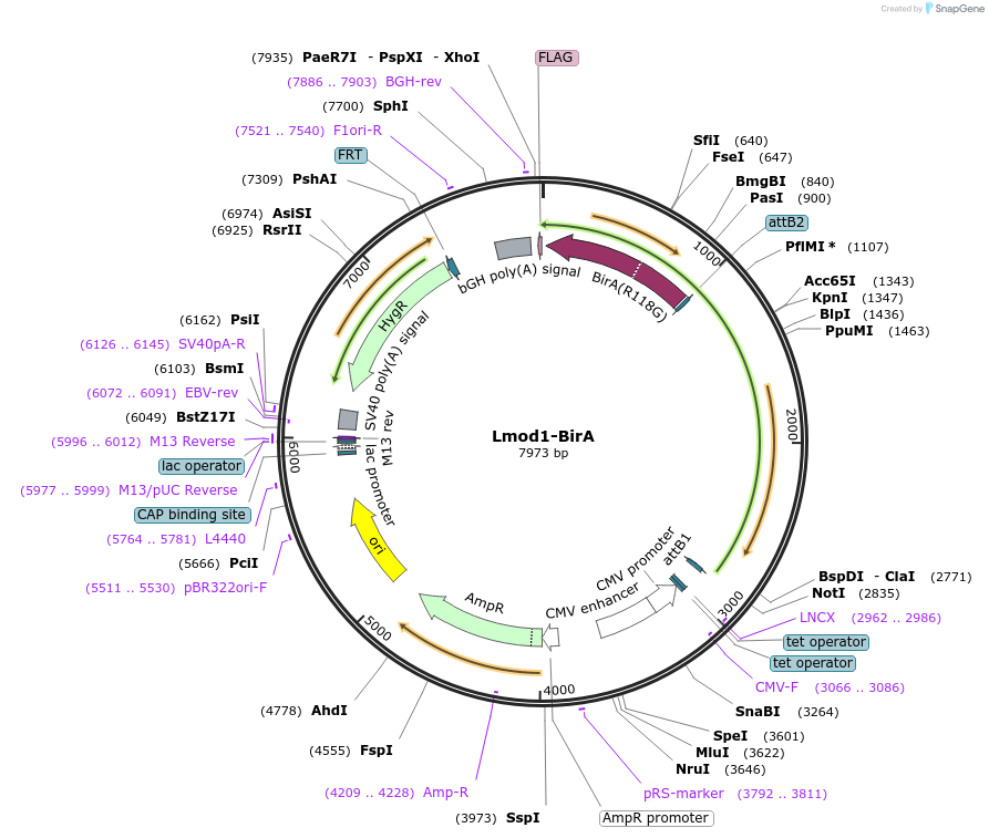 221509-plasmid-map-sequence-id-439230