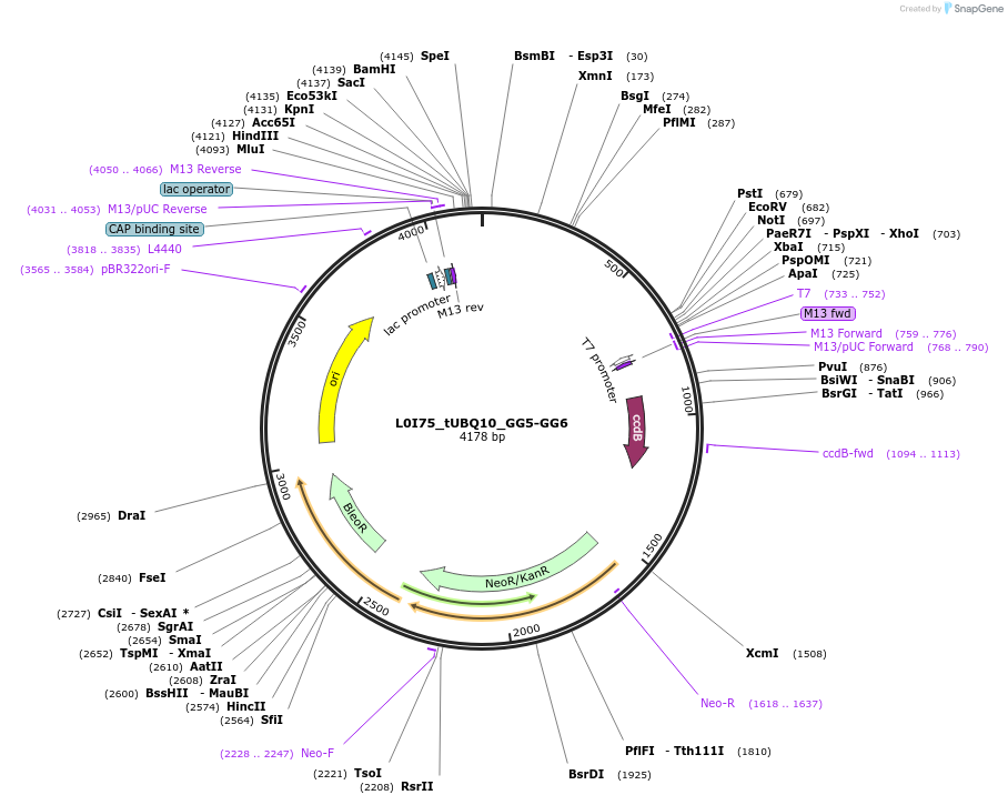 219714-plasmid-map-sequence-id-439236