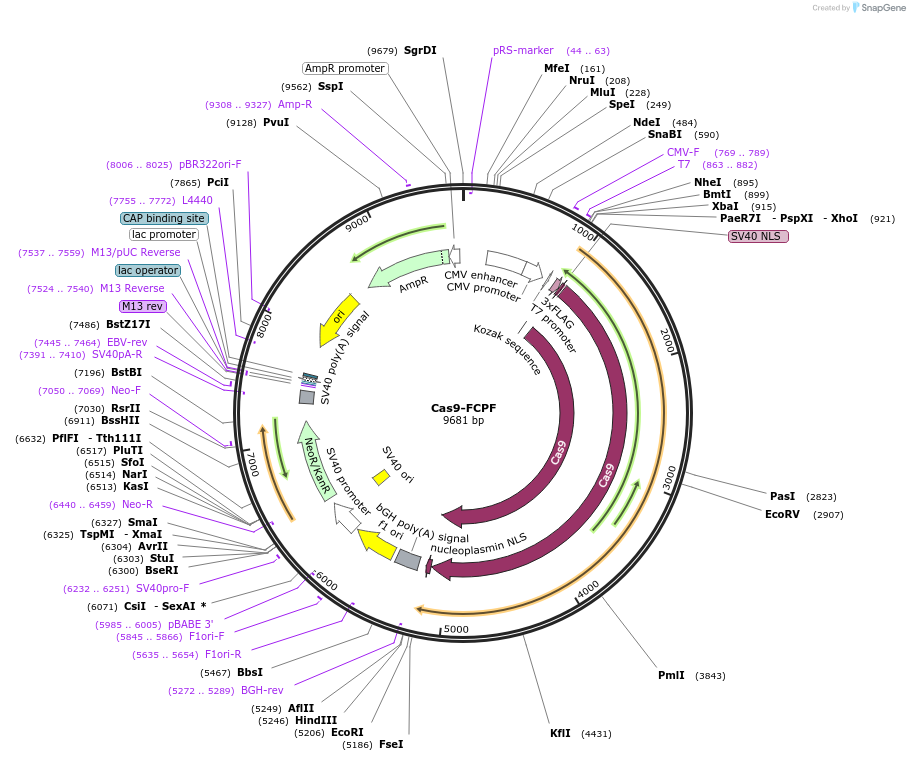 220141-plasmid-map-sequence-id-439247