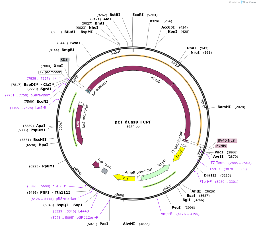 220133-plasmid-map-sequence-id-439249