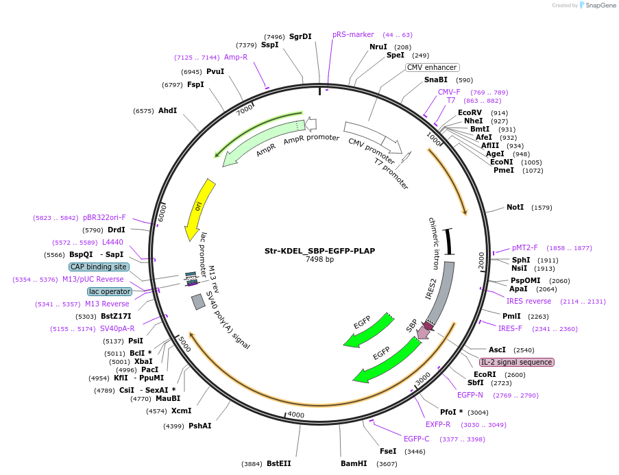222308-plasmid-map-sequence-id-439258