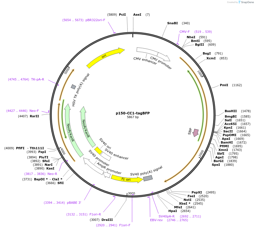 222314-plasmid-map-sequence-id-439266