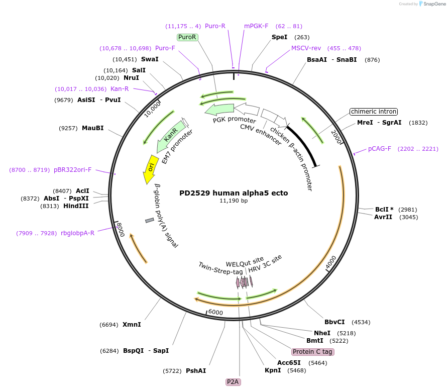 221394-plasmid-map-sequence-id-439267