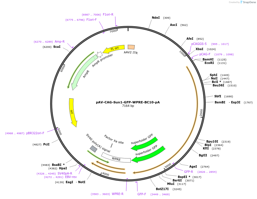 220762-plasmid-map-sequence-id-439270