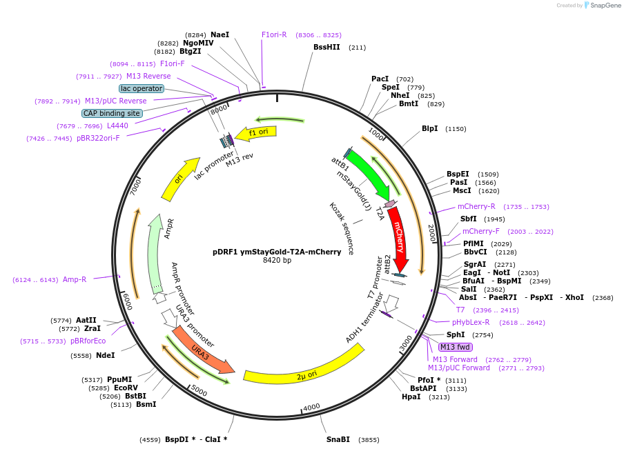 219843-plasmid-map-sequence-id-439272