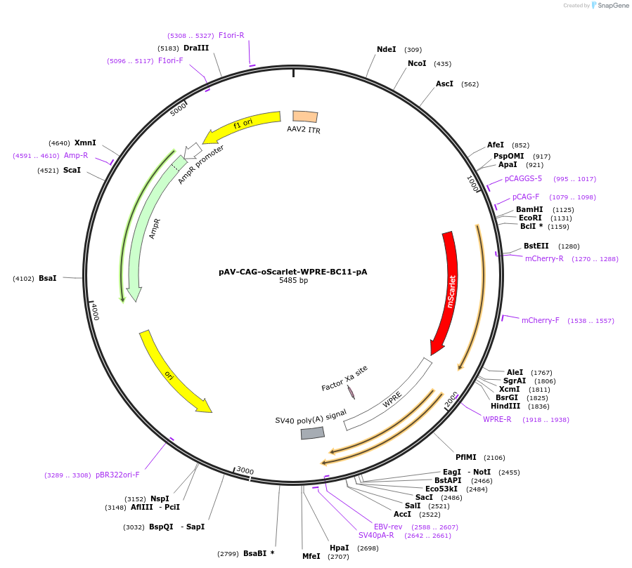 220775-plasmid-map-sequence-id-439274