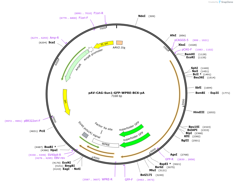 220758-plasmid-map-sequence-id-439275