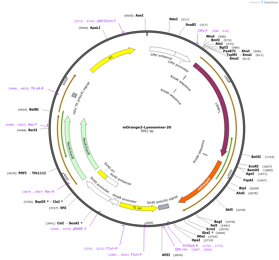 57968-plasmid-map-sequence-id-439309