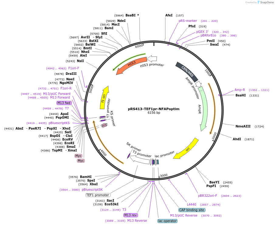 221093-plasmid-map-sequence-id-439311