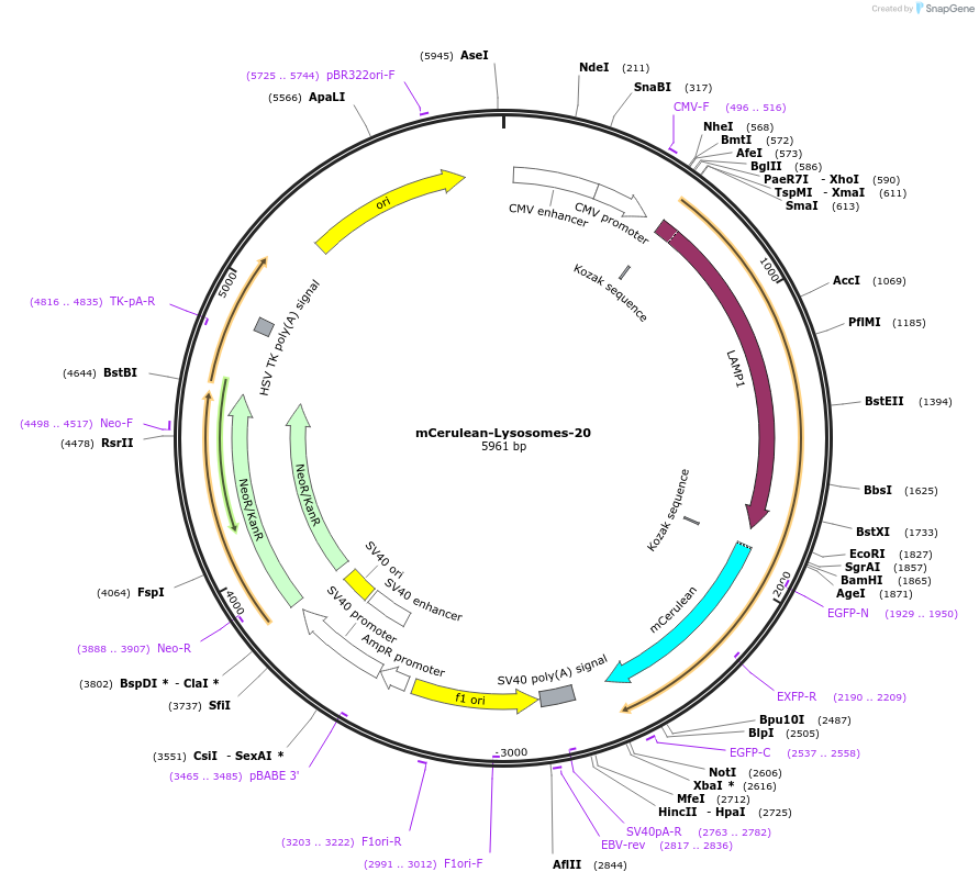 55382-plasmid-map-sequence-id-439312
