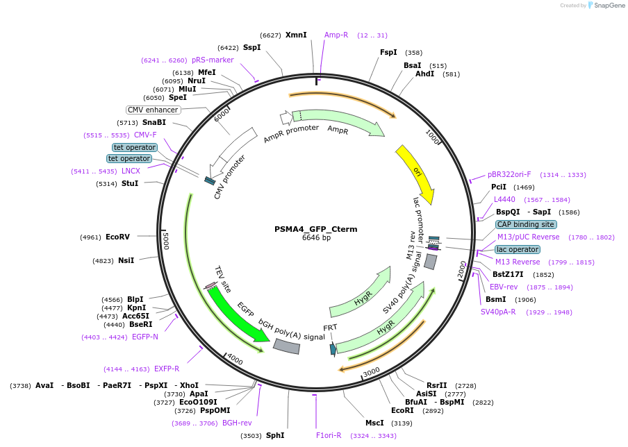221514-plasmid-map-sequence-id-439377
