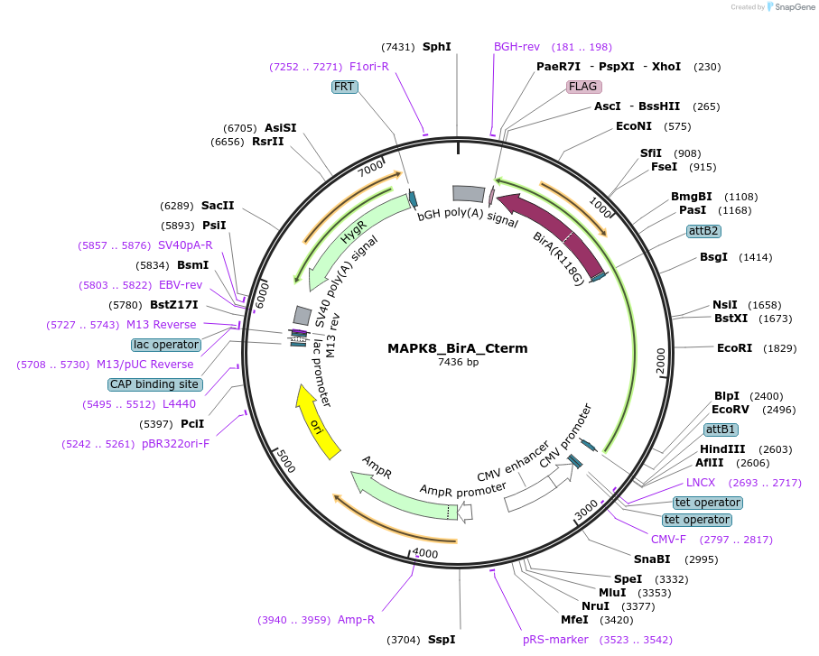 221519-plasmid-map-sequence-id-439379