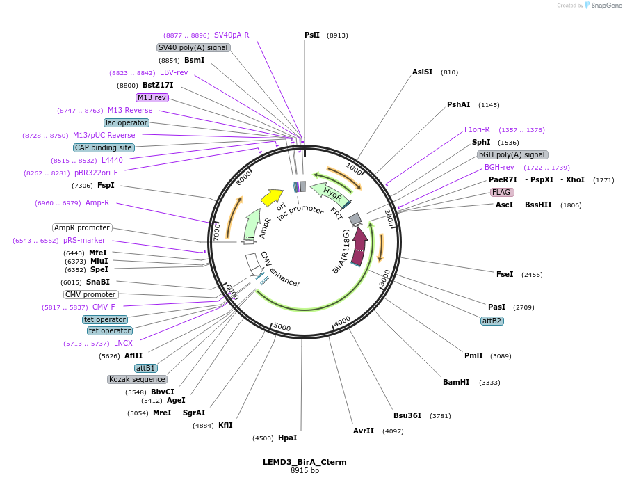 221517-plasmid-map-sequence-id-439380
