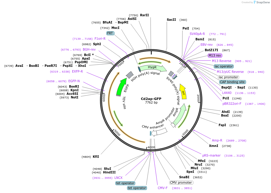 221528-plasmid-map-sequence-id-439382