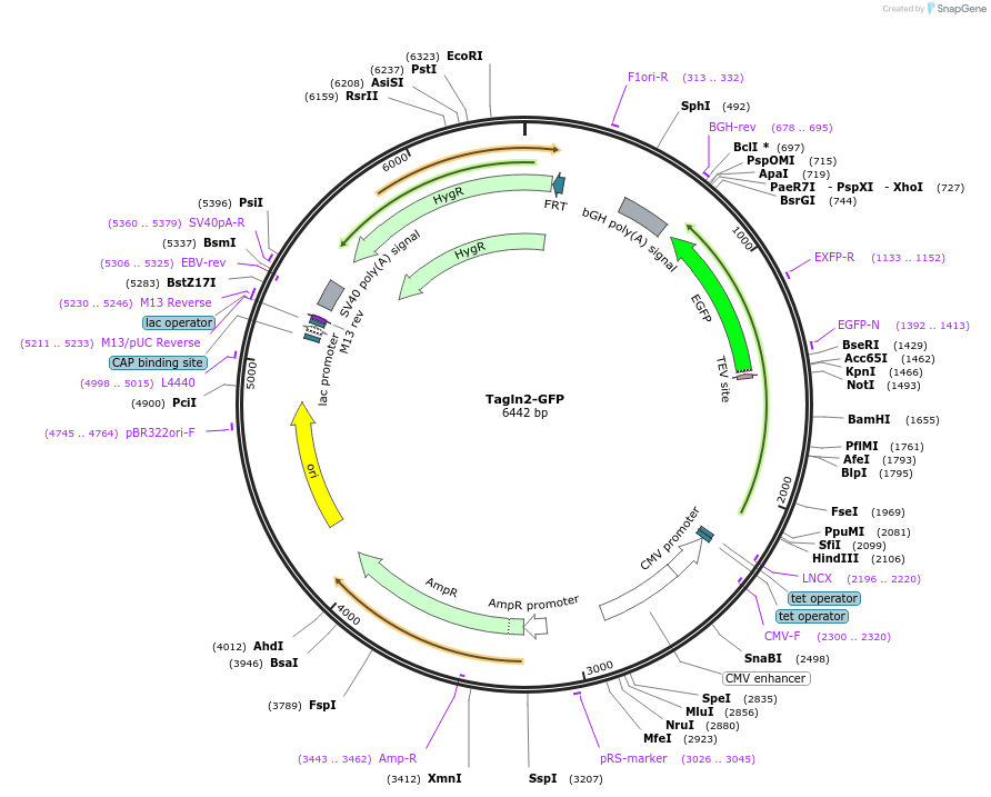 221530-plasmid-map-sequence-id-439384