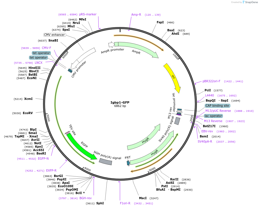 221529-plasmid-map-sequence-id-439386