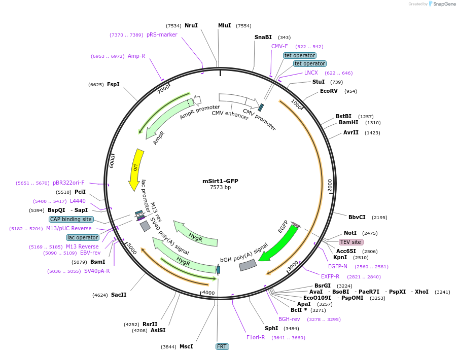 221511-plasmid-map-sequence-id-439387