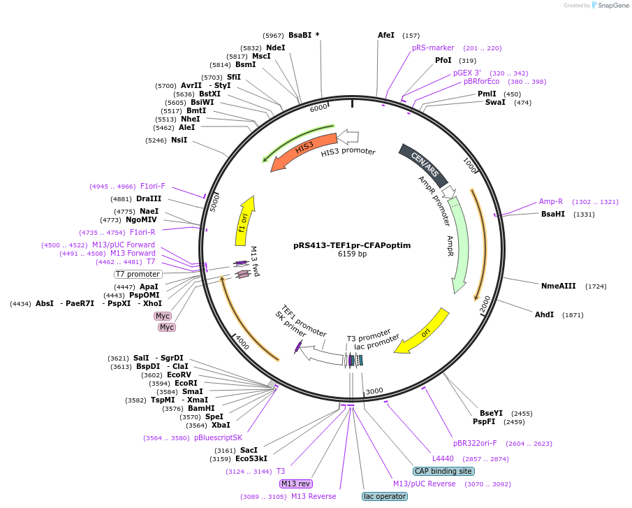221094-plasmid-map-sequence-id-439391