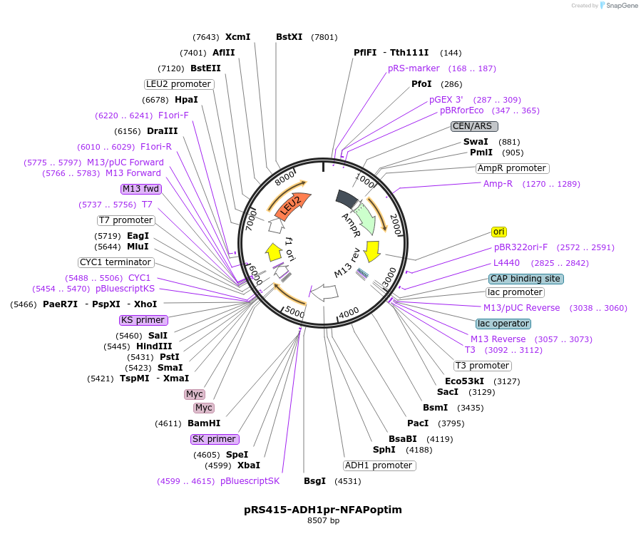 221096-plasmid-map-sequence-id-439393