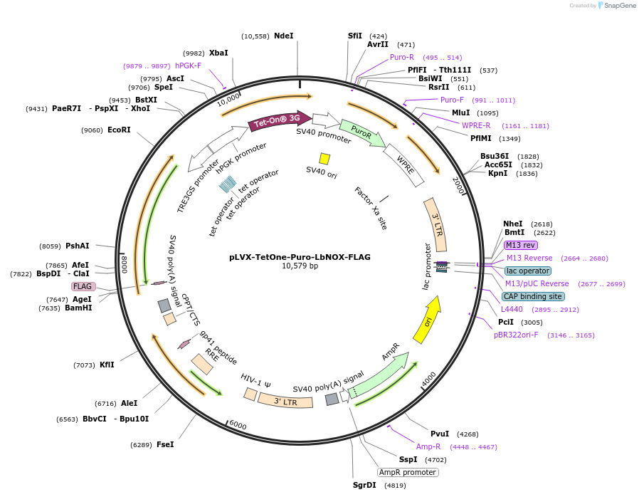 218631-plasmid-map-sequence-id-439403