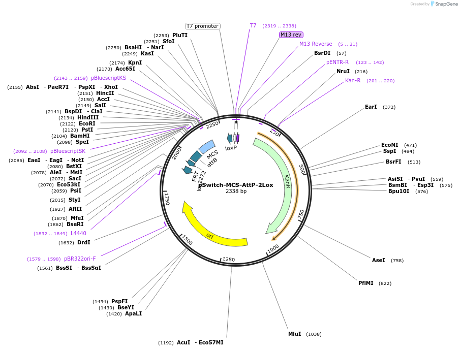 221505-plasmid-map-sequence-id-439410